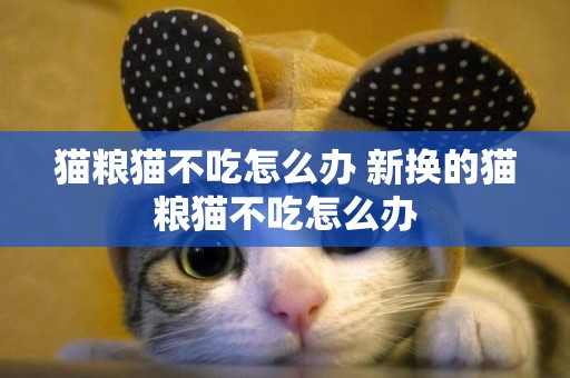 貓糧貓不吃怎么辦 新換的貓糧貓不吃怎么辦