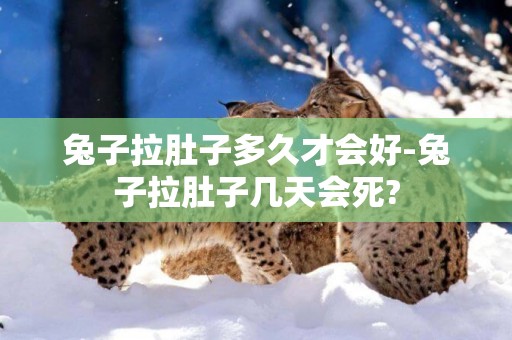 兔子拉肚子多久才會好-兔子拉肚子幾天會死?