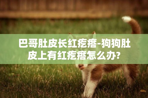 巴哥肚皮長紅疙瘩-狗狗肚皮上有紅疙瘩怎么辦?