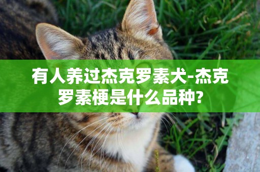 有人養過杰克羅素犬-杰克羅素梗是什么品種?