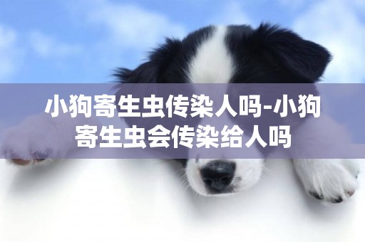 小狗寄生蟲傳染人嗎-小狗寄生蟲會傳染給人嗎