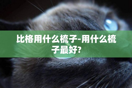 比格用什么梳子-用什么梳子最好?