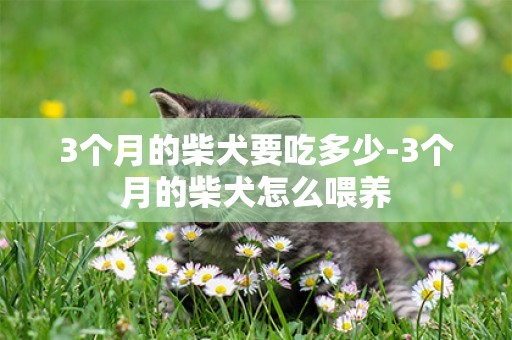 3個月的柴犬要吃多少-3個月的柴犬怎么喂養
