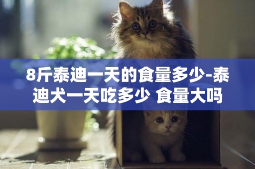 8斤泰迪一天的食量多少-泰迪犬一天吃多少 食量大嗎？
