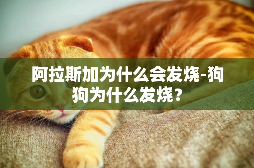 阿拉斯加為什么會發燒-狗狗為什么發燒？