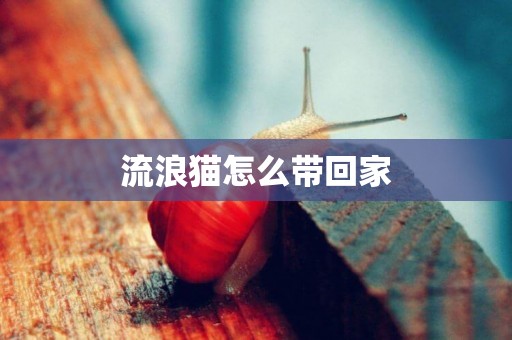 流浪貓怎么帶回家