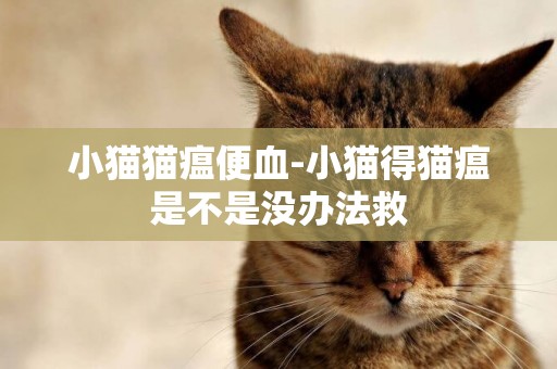小貓貓瘟便血-小貓得貓瘟是不是沒辦法救