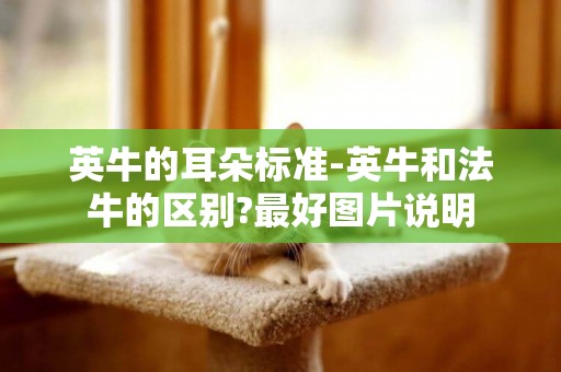 英牛的耳朵標準-英牛和法牛的區別?最好圖片說明