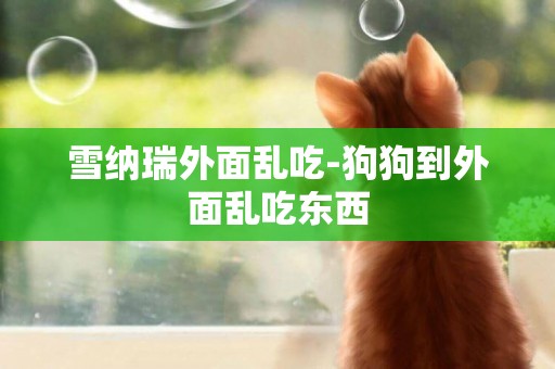雪納瑞外面亂吃-狗狗到外面亂吃東西
