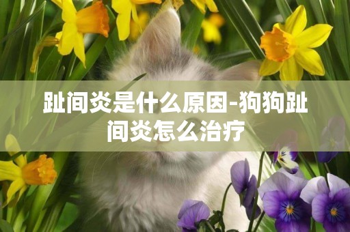 趾間炎是什么原因-狗狗趾間炎怎么治療