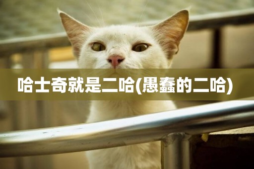 哈士奇就是二哈(愚蠢的二哈) 