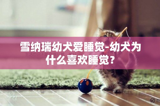 雪納瑞幼犬愛睡覺-幼犬為什么喜歡睡覺？