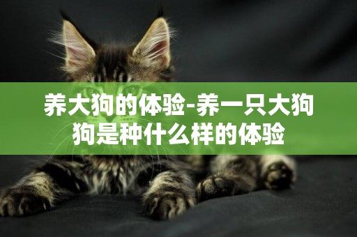 養大狗的體驗-養一只大狗狗是種什么樣的體驗