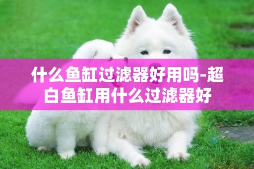 什么魚缸過濾器好用嗎-超白魚缸用什么過濾器好