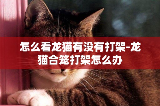 怎么看龍貓有沒有打架-龍貓合籠打架怎么辦