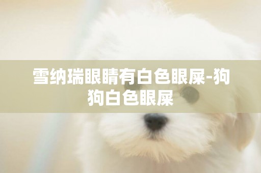 雪納瑞眼睛有白色眼屎-狗狗白色眼屎