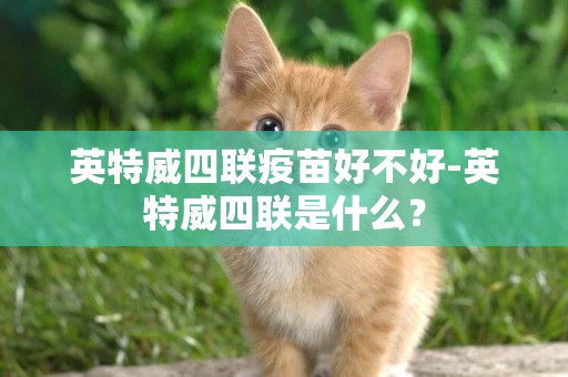 英特威四聯疫苗好不好-英特威四聯是什么？
