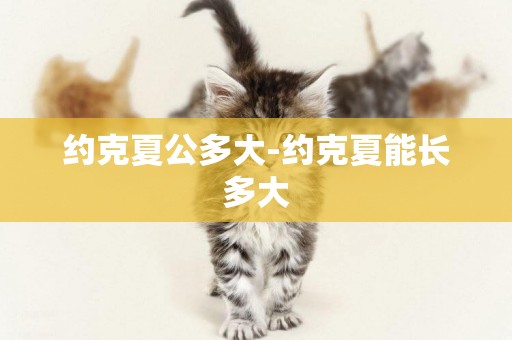 約克夏公多大-約克夏能長多大