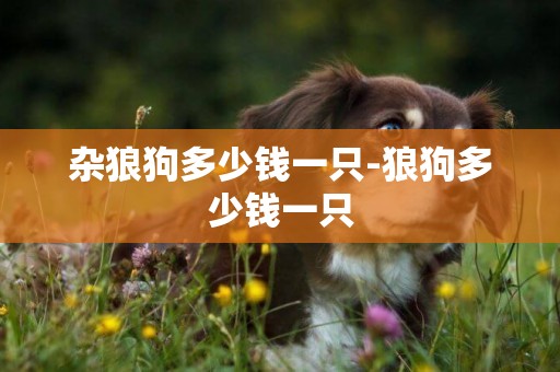 雜狼狗多少錢一只-狼狗多少錢一只