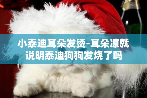 小泰迪耳朵發燙-耳朵涼就說明泰迪狗狗發燒了嗎