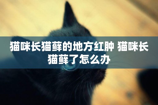 貓咪長貓蘚的地方紅腫 貓咪長貓蘚了怎么辦