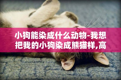 小狗能染成什么動物-我想把我的小狗染成熊貓樣,高手請進!