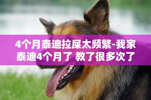 4個月泰迪拉屎太頻繁-我家泰迪4個月了 教了很多次了 還是亂撒尿拉屎怎么辦