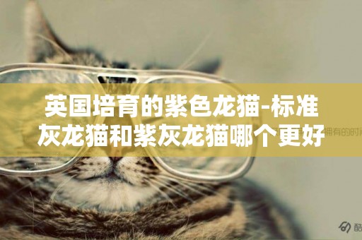 英國培育的紫色龍貓-標準灰龍貓和紫灰龍貓哪個更好 兩種龍貓的特征