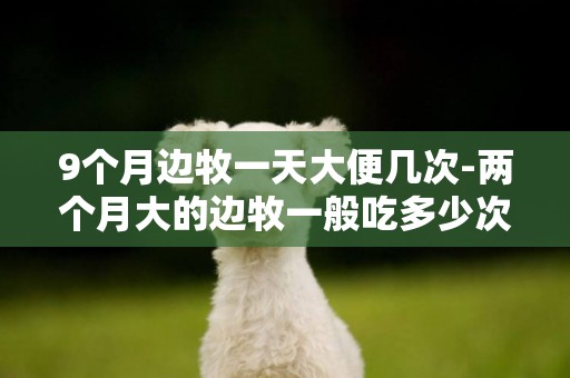 9個月邊牧一天大便幾次-兩個月大的邊牧一般吃多少次一天 一天拉多少便便