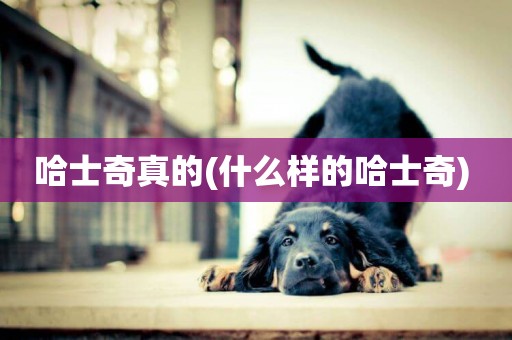 哈士奇真的(什么樣的哈士奇) 