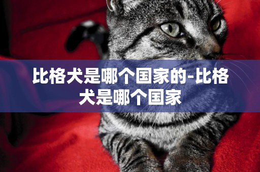 比格犬是哪個國家的-比格犬是哪個國家