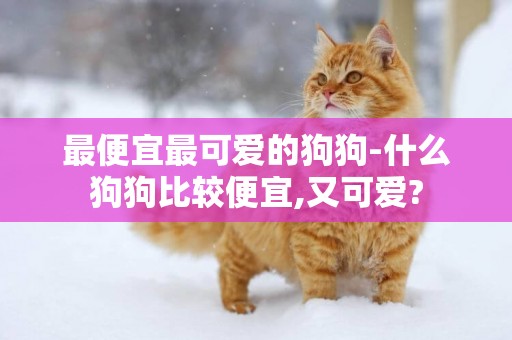 最便宜最可愛的狗狗-什么狗狗比較便宜,又可愛?