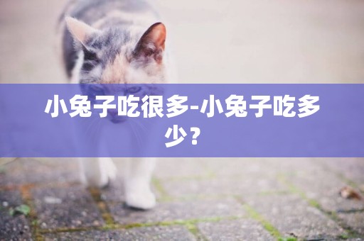 小兔子吃很多-小兔子吃多少？