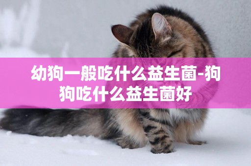幼狗一般吃什么益生菌-狗狗吃什么益生菌好