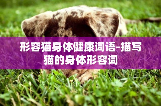 形容貓身體健康詞語-描寫貓的身體形容詞