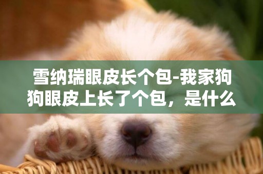 雪納瑞眼皮長個包-我家狗狗眼皮上長了個包，是什么？