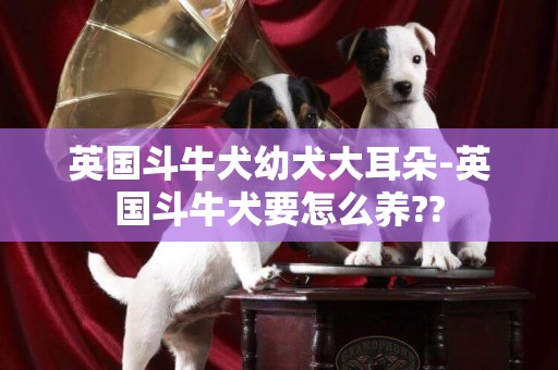 英國斗牛犬幼犬大耳朵-英國斗牛犬要怎么養??