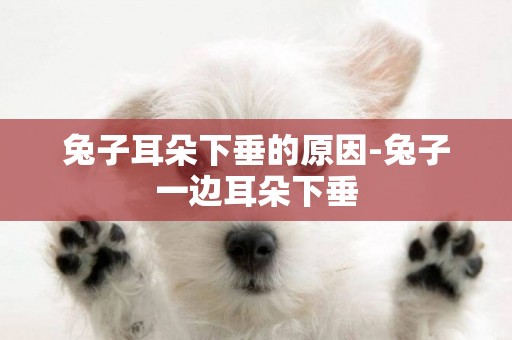 兔子耳朵下垂的原因-兔子一邊耳朵下垂