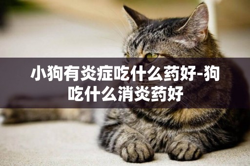 小狗有炎癥吃什么藥好-狗吃什么消炎藥好
