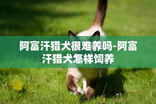 阿富汗獵犬很難養嗎-阿富汗獵犬怎樣飼養