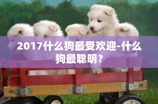 2017什么狗最受歡迎-什么狗最聰明？