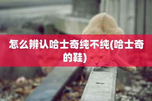 怎么辨認哈士奇純不純(哈士奇的鞋) 怎么辨認哈士奇純不純(哈士奇的鞋)