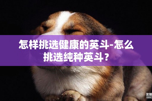 怎樣挑選健康的英斗-怎么挑選純種英斗？