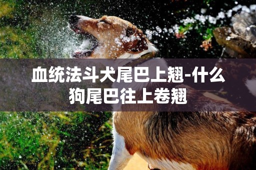 血統法斗犬尾巴上翹-什么狗尾巴往上卷翹