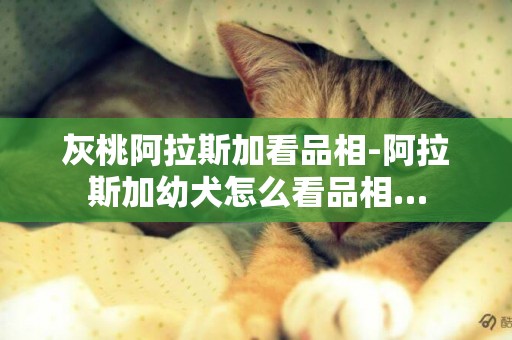 灰桃阿拉斯加看品相-阿拉斯加幼犬怎么看品相…