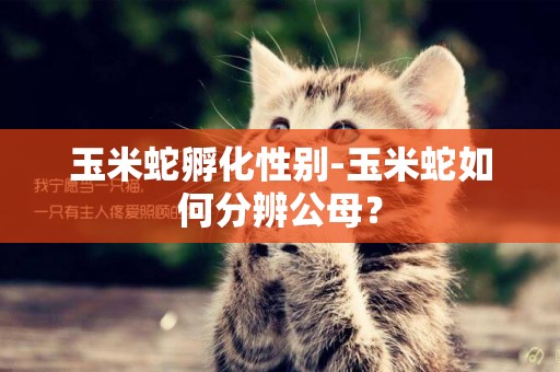 玉米蛇孵化性別-玉米蛇如何分辨公母？