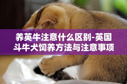 養英牛注意什么區別-英國斗牛犬飼養方法與注意事項是什么？