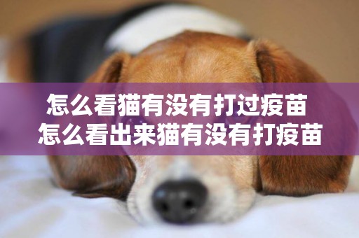 怎么看貓有沒有打過疫苗 怎么看出來貓有沒有打疫苗