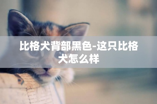 比格犬背部黑色-這只比格犬怎么樣