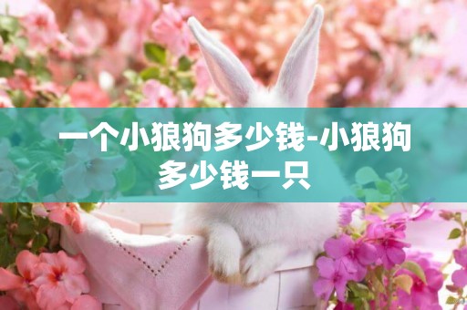 一個小狼狗多少錢-小狼狗多少錢一只